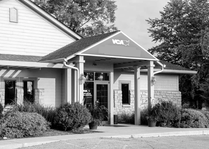 April 2022 — VCA Animal Hospital, Brattleboro, VT